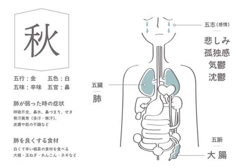 秋 五行|秋の食養生